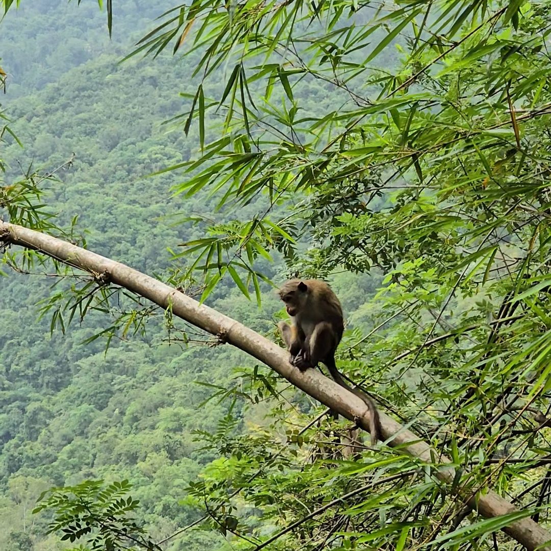 food Yoga retreat Sri lanka holidays breathwork ice bath waterfall sauna jungle best place to go must see travel nature beach adventure ahangama sound healing meditation hiking pranayama flowground - house and yoga retreat home - ahangama, sri lanka21 2 yoga class 3flowground house and retreat home - sri lanka__shala bedroom